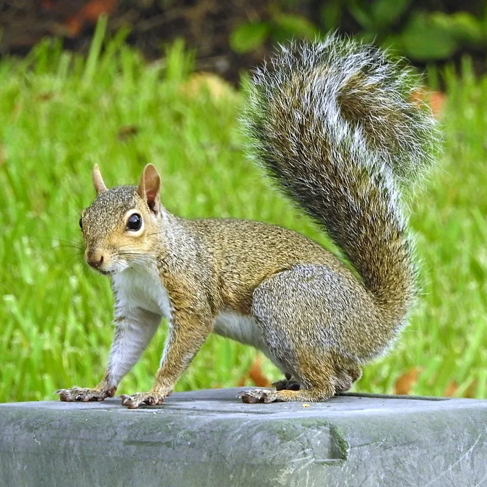 Pest control service